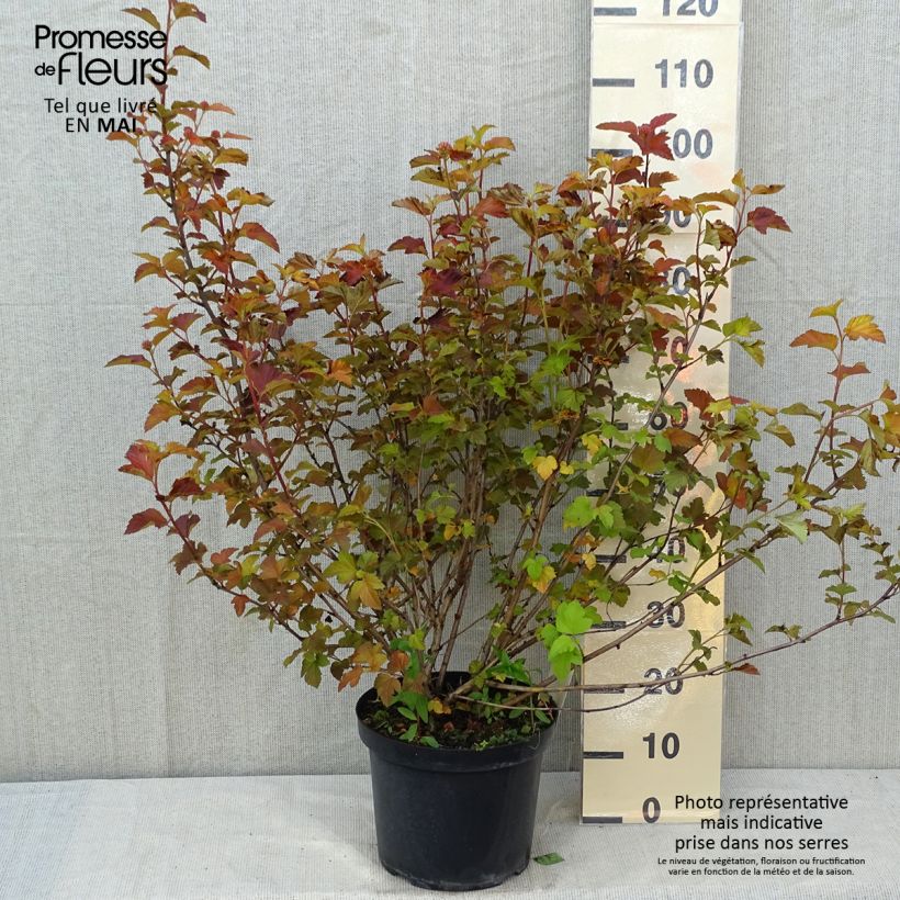 Example of Physocarpus opulifolius Amber Jubilee Pot de 7,5L/10L as you get in printemps