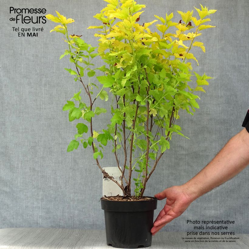 Example of Physocarpus opulifolius Angel Gold - Physocarpe Pot de 3L/4L as you get in printemps