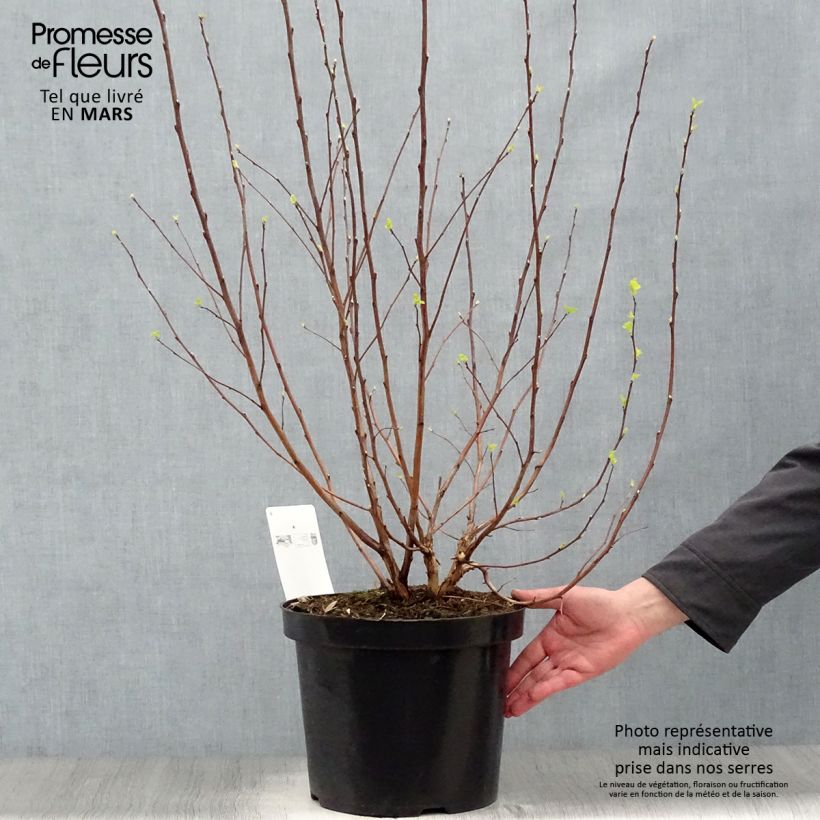 Example of Physocarpus opulifolius Angel Gold - Physocarpe Pot de 7,5L/10L as you get in printemps