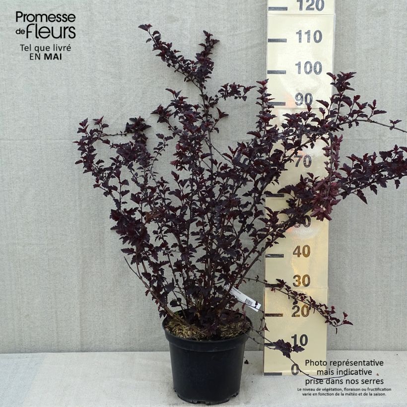 Example of Physocarpus opulifolius Black Light - Physocarpe Pot de 7,5L/10L as you get in printemps