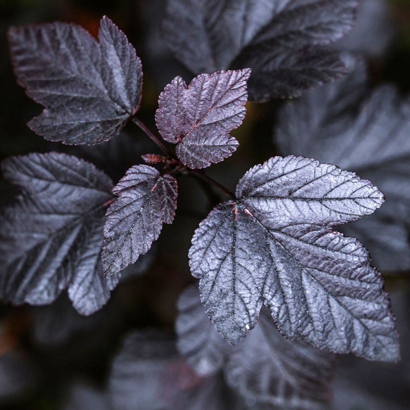 Physocarpus opulifolius Black Light - Physocarpe (Foliage)