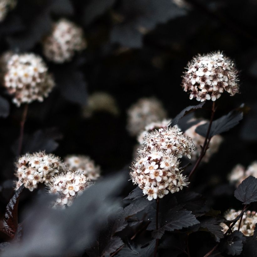 Physocarpus opulifolius Black Light - Physocarpe (Flowering)