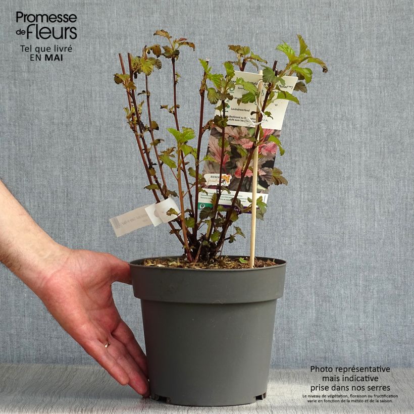 Example of Physocarpus opulifolius Lady in Red - Physocarpe à feuillage pourpre Pot de 3L/4L as you get in printemps