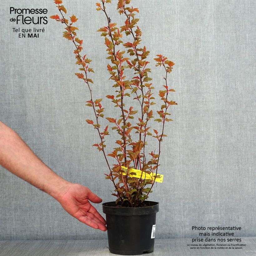 Example of Physocarpus opulifolius Little Angel - Physocarpe Pot de 2L/3L as you get in printemps