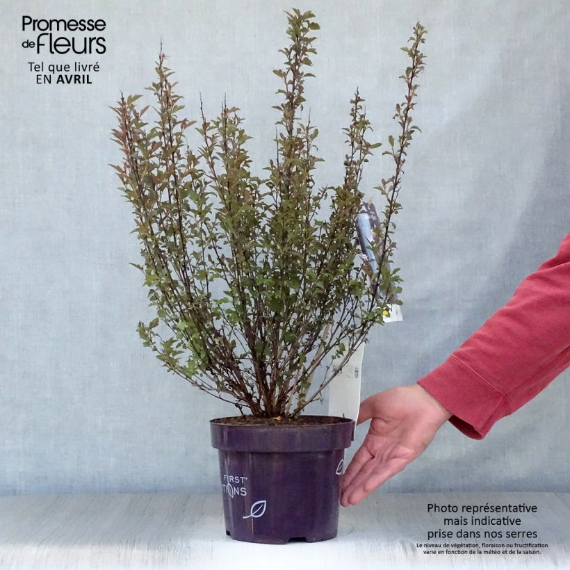 Spécimen de Physocarpus opulifolius Little Devil Pot de 3L/4L tel que livré au printemps