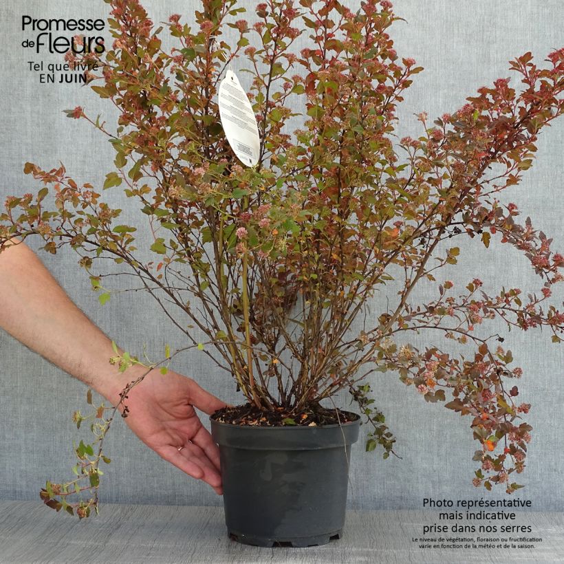 Example of Physocarpus opulifolius Little Joker - Physocarpe nain Pot de 2L/3L as you get in printemps