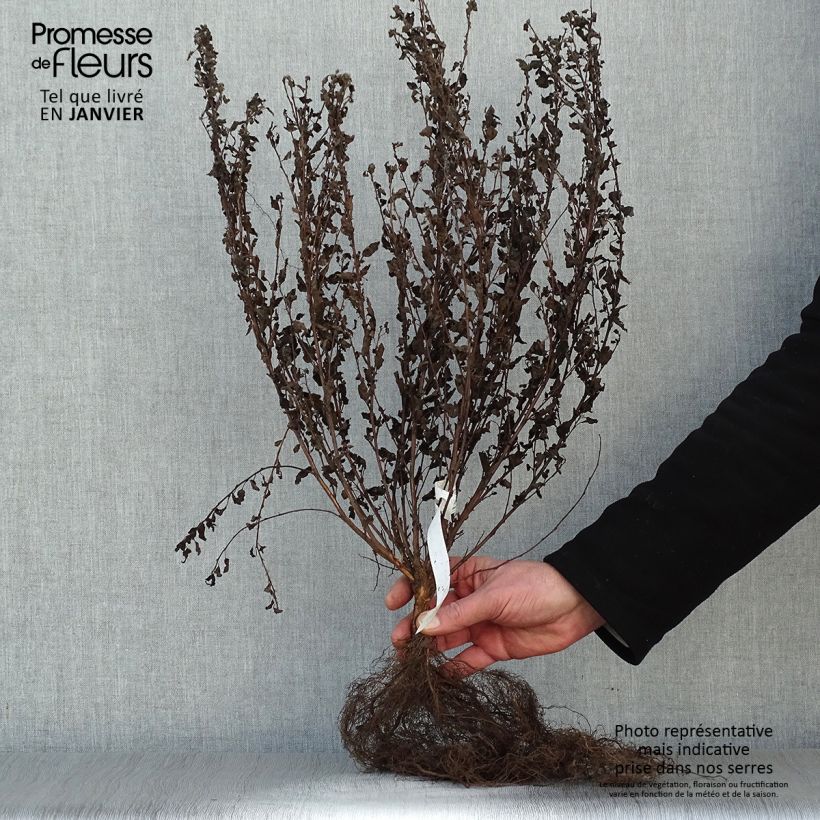 Example of Physocarpus opulifolius Little Joker - Physocarpe nain Racines nues as you get in hiver