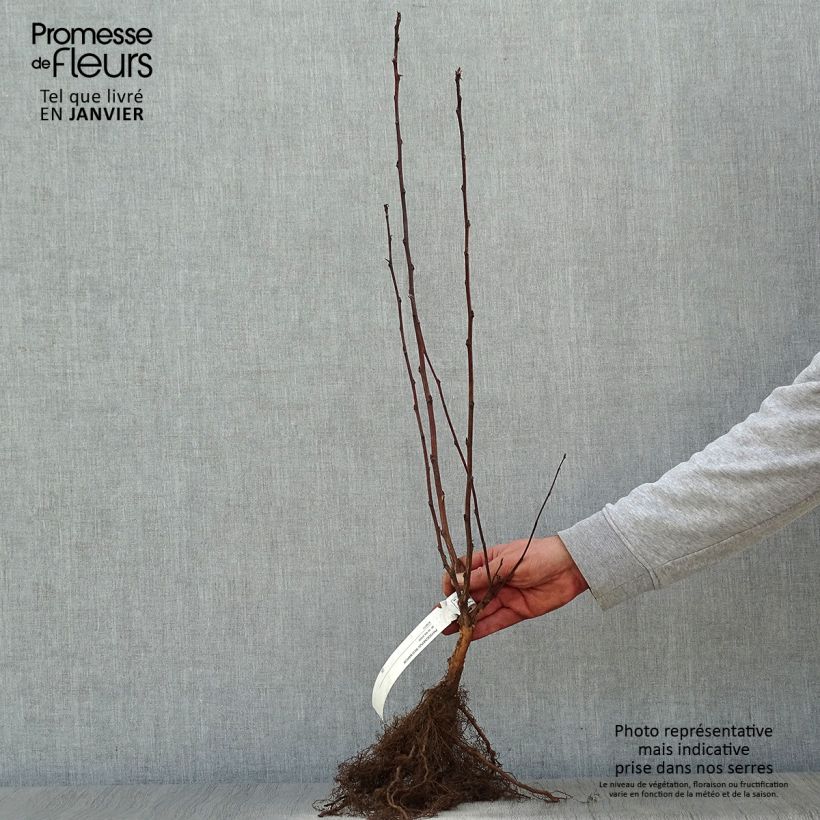 Example of Physocarpus opulifolius Red Baron - Physocarpe à feuille d'obier Racines nues as you get in hiver