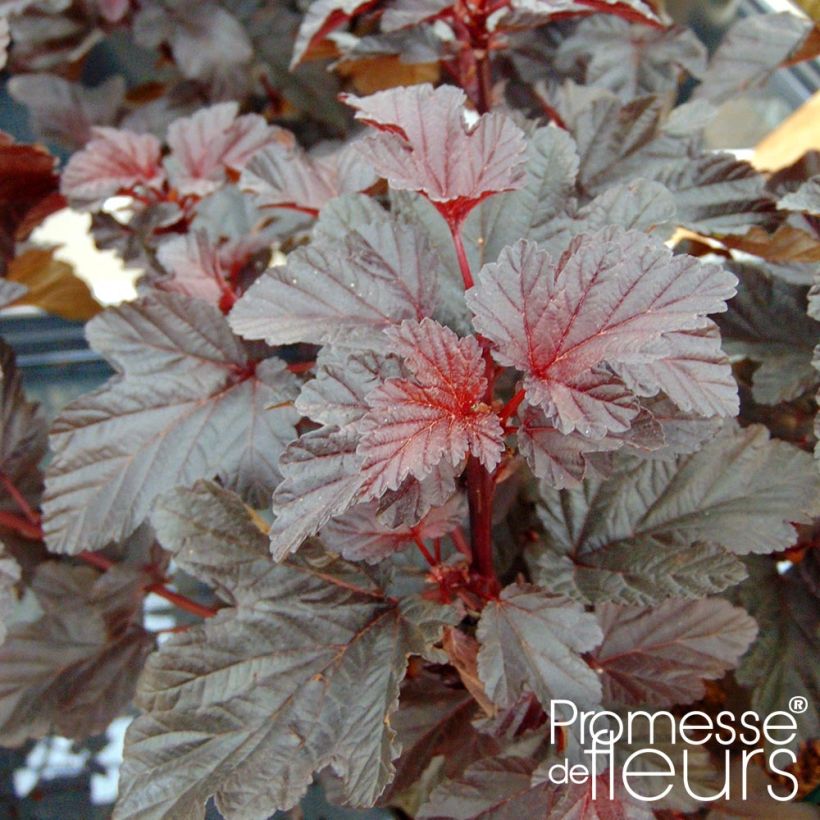 Physocarpe à feuilles d'Obier - Physocarpus opulifolius Rubella (Foliage)