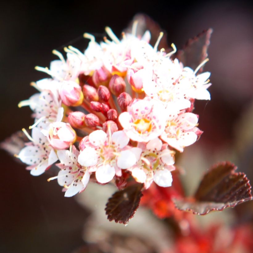 Physocarpus opulifolius Spicy Devil - Physocarpe nain (Flowering)