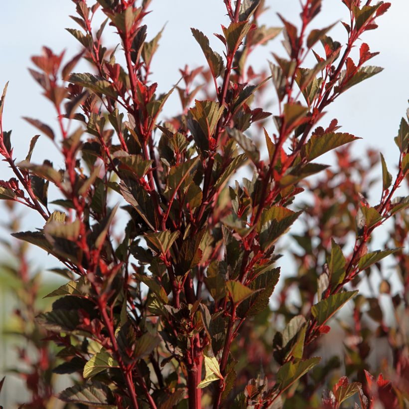 Physocarpus opulifolius Spicy Devil - Physocarpe nain (Plant habit)