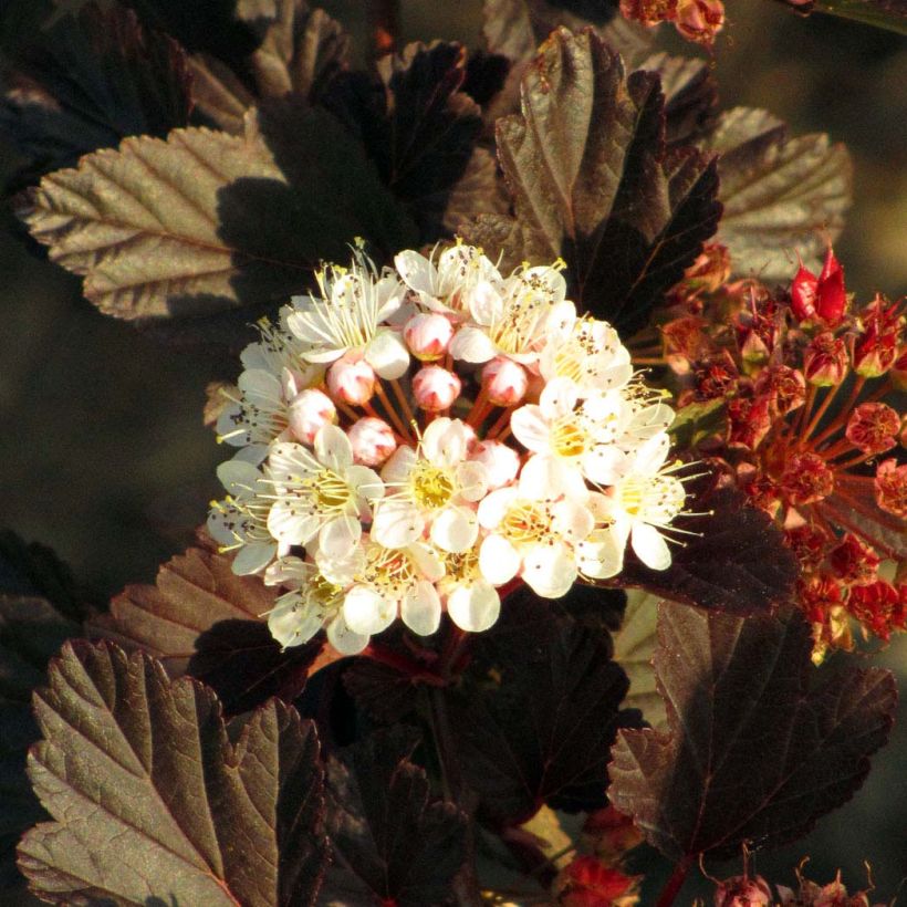 Physocarpus opulifolius Summer Wine (Flowering)