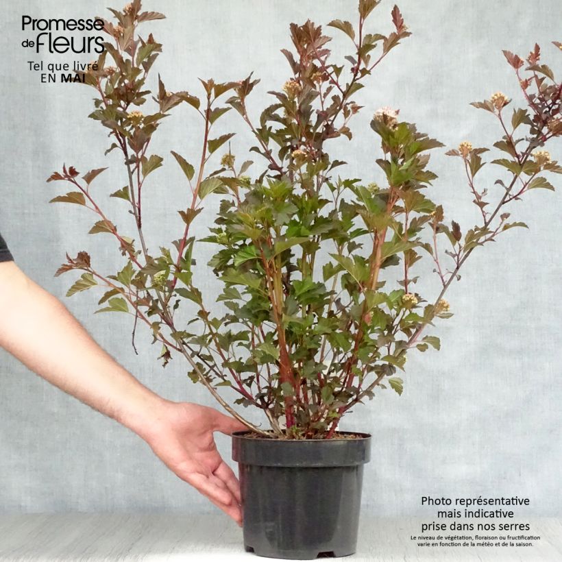 Example of Physocarpus opulifolius Summer Wine Pot de 3L/4L as you get in printemps