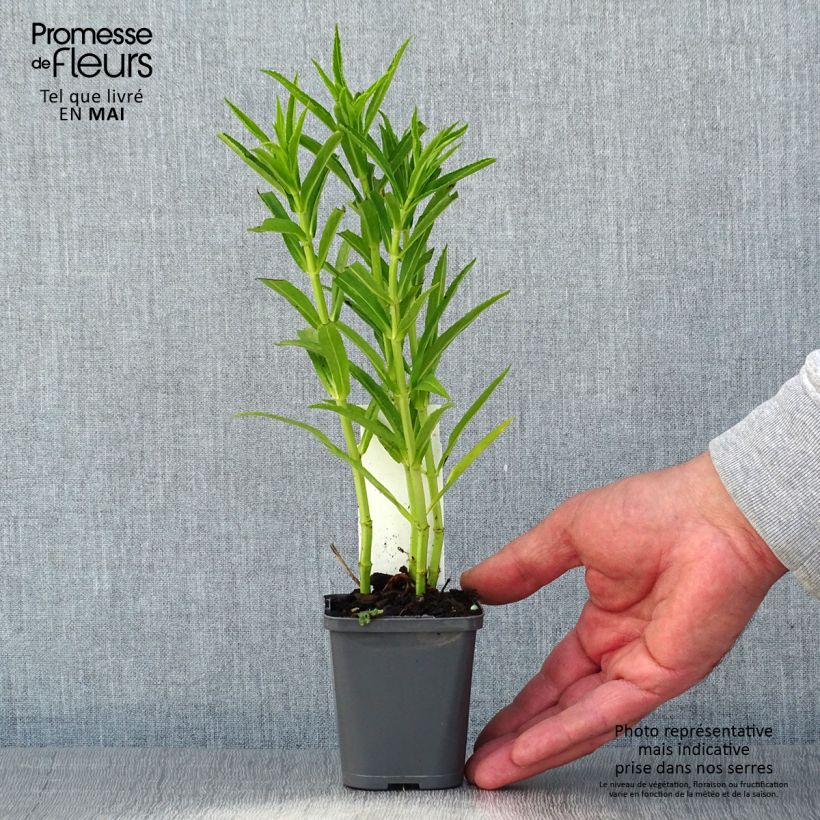 Example of Physostegia virginiana Alba - Cataleptique blanche Godet de 8/9 cm as you get in printemps