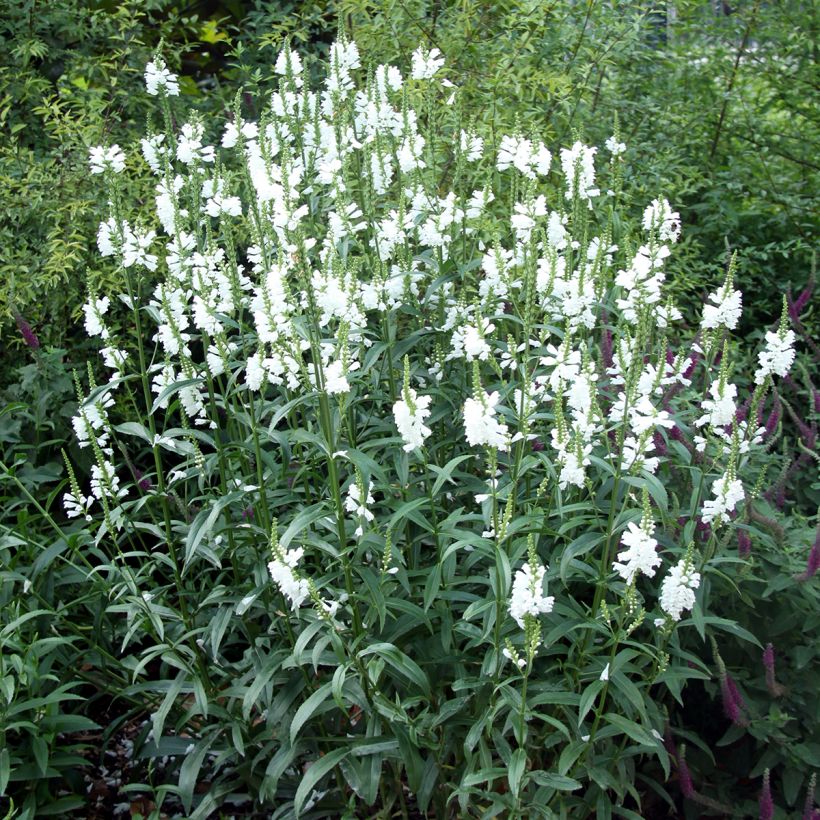 Physostegia virginiana Alba - Cataleptique blanche (Plant habit)