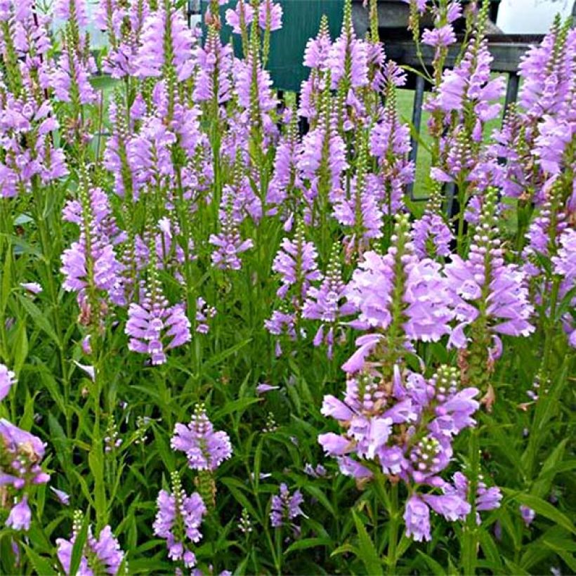 Physostegia virginiana Bouquet Rose - Cataleptique (Flowering)