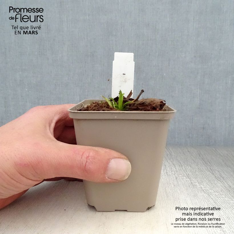 Spécimen de Physostegia virginiana Miss Manners - Cataleptique Godet de 8/9 cm tel que livré au printemps