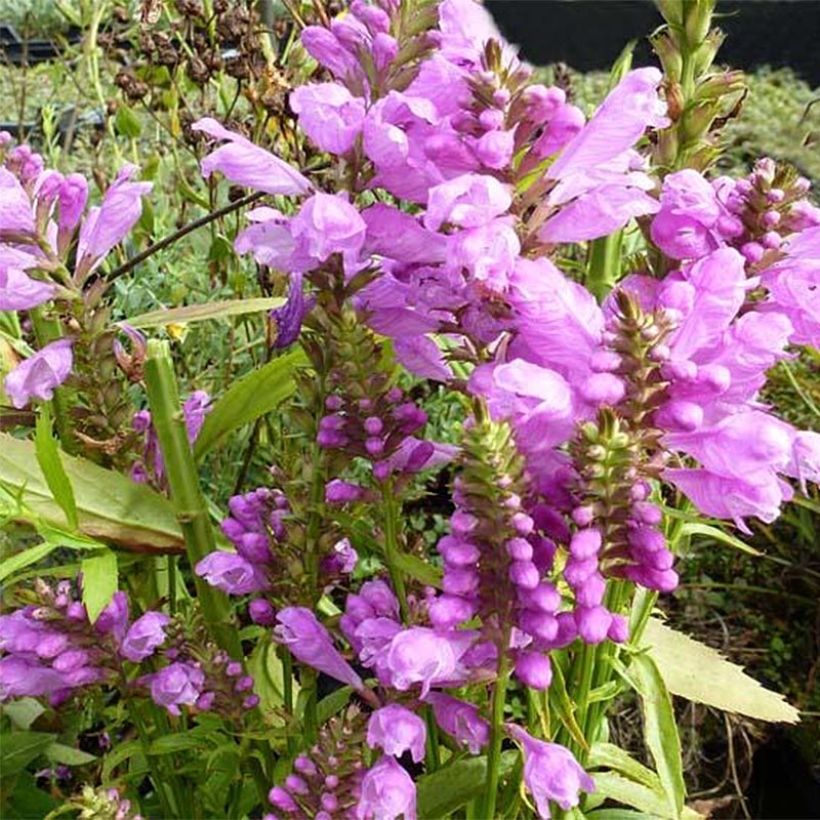 Physostegia virginiana Red Beauty - Cataleptique (Flowering)