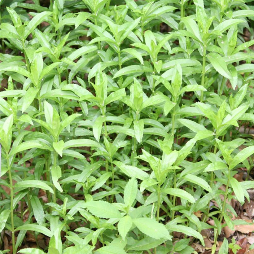 Physostegia virginiana Summer Snow - Cataleptique blanche (Foliage)