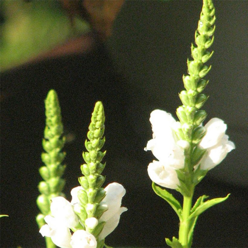 Physostegia virginiana Summer Snow - Cataleptique blanche (Flowering)