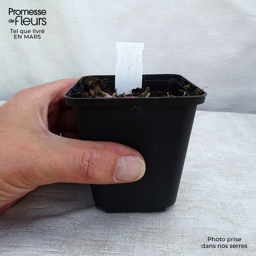 Spécimen de Physostegia virginiana Variegata Godet de 8/9 cm tel que livré au printemps