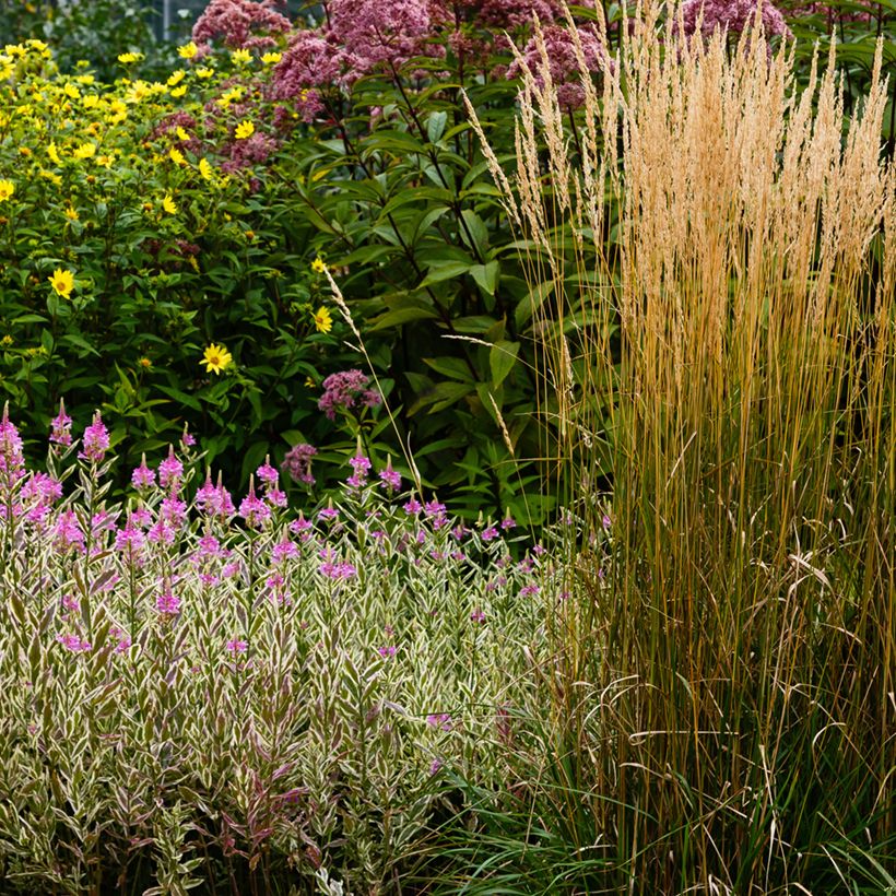 Physostegia virginiana Variegata (Port)