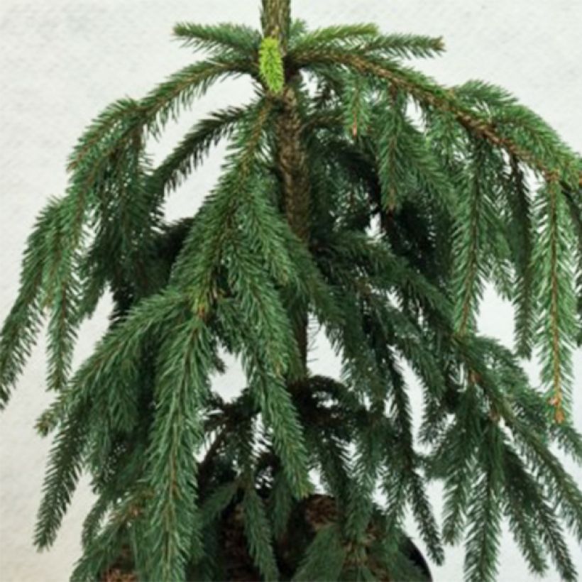 Picea abies Aarburg - Epicea commun                             (Foliage)