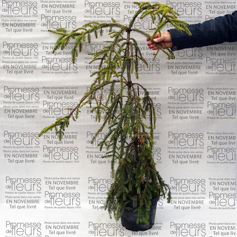 Example of Picea abies Aarburg - Epicea commun                             Pot de 7,5L/10L as you get