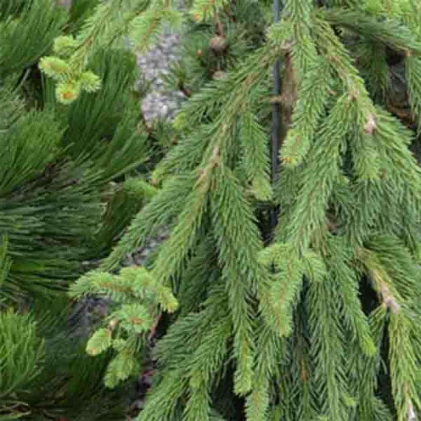 Picea abies Frohburg - Epicea pleureur                            (Foliage)