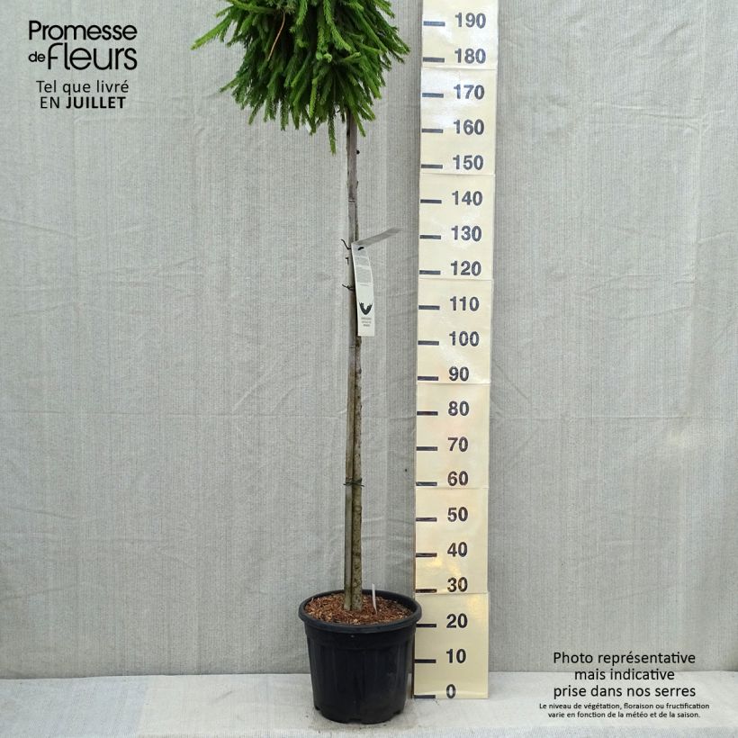 Spécimen de Picea abies Frohburg - Epicea pleureur                            Pot de 20L/25L, Haute-Tige, Tige de 180 cm tel que livré en été