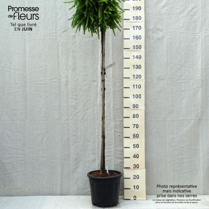 Example of Picea abies Frohburg - Epicea pleureur                            Pot de 20L/25L, Haute-Tige, Tige de 180 cm as you get in printemps
