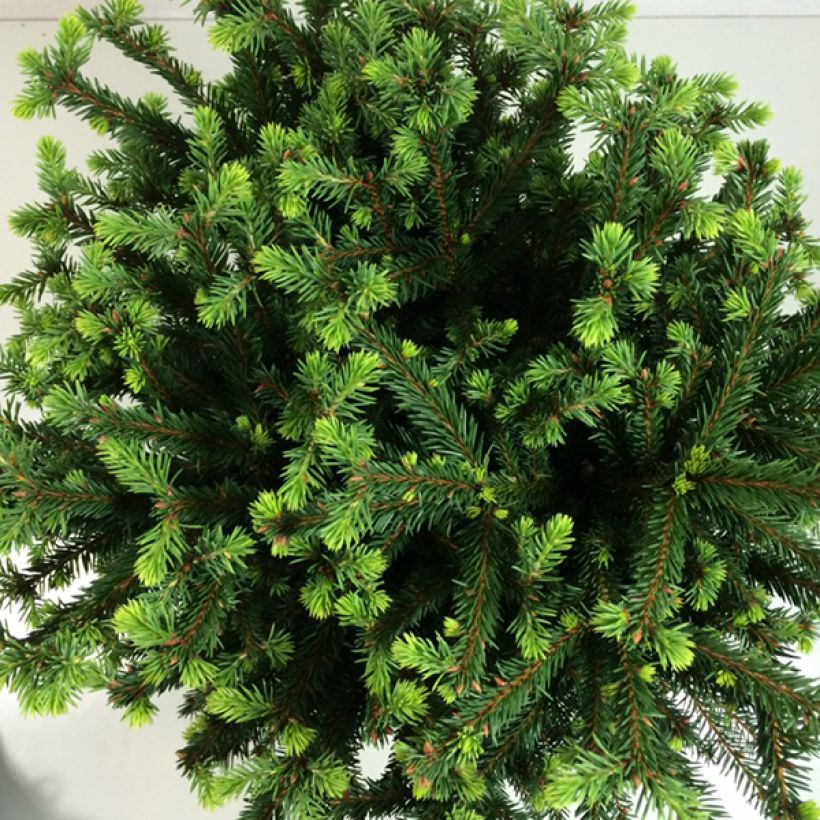 Epicea commun - Picea abies Maxwellii (Foliage)
