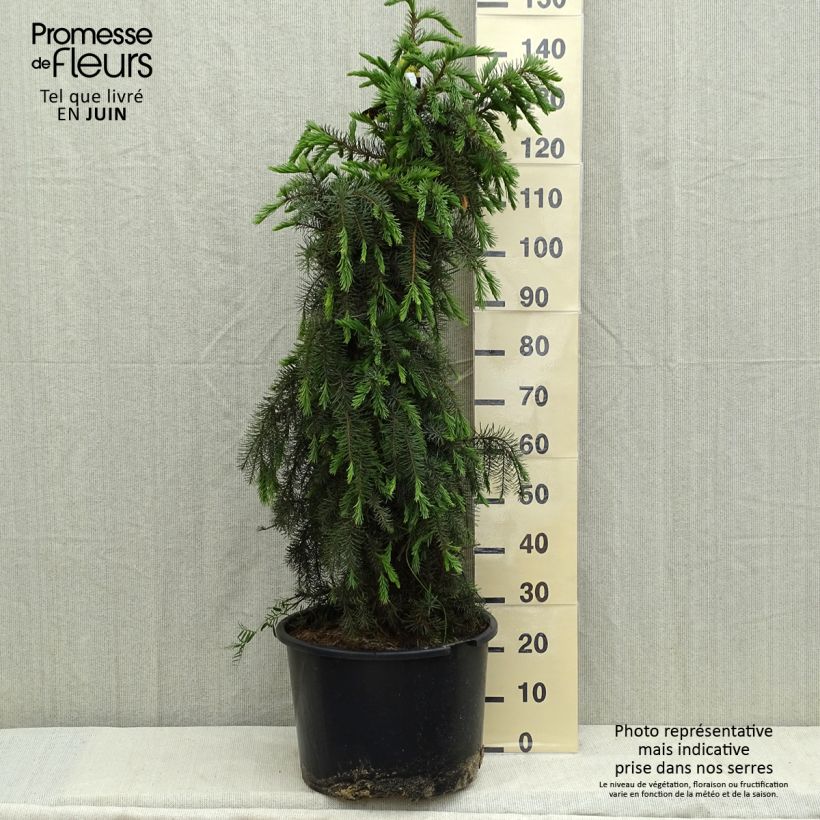 Example of Picea breweriana - Epicéa de Brewer Pot de 3L/4L as you get in printemps