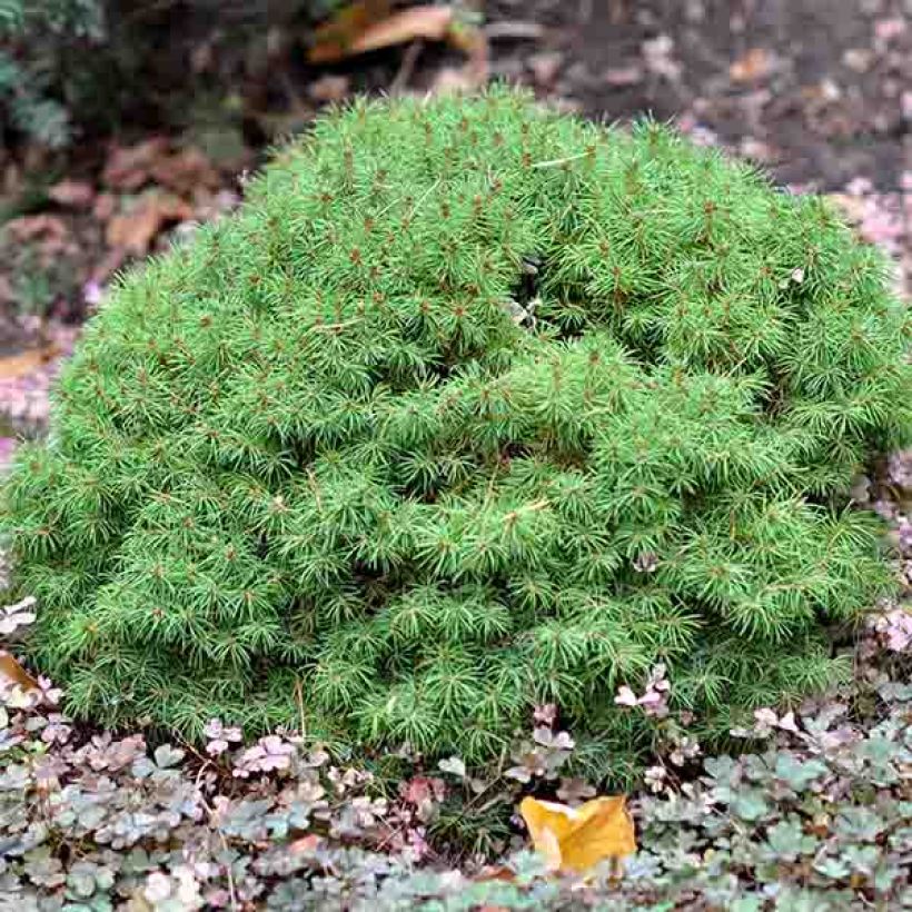 Epinette blanche - Picea glauca Alberta Globe   (Plant habit)