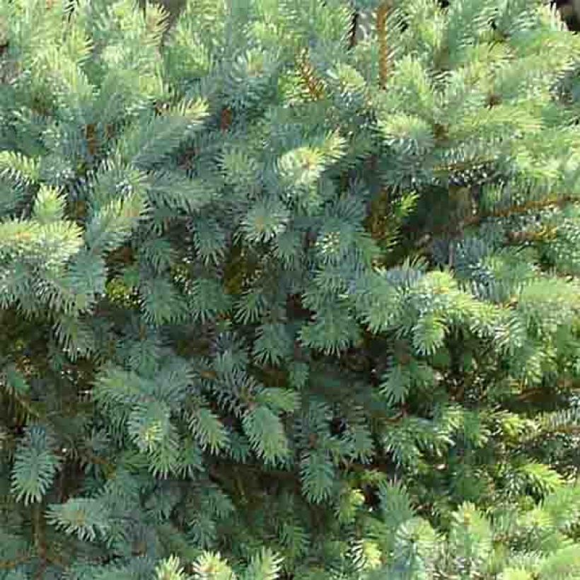 Épinette blanche - Picea glauca Cecilia                             (Foliage)