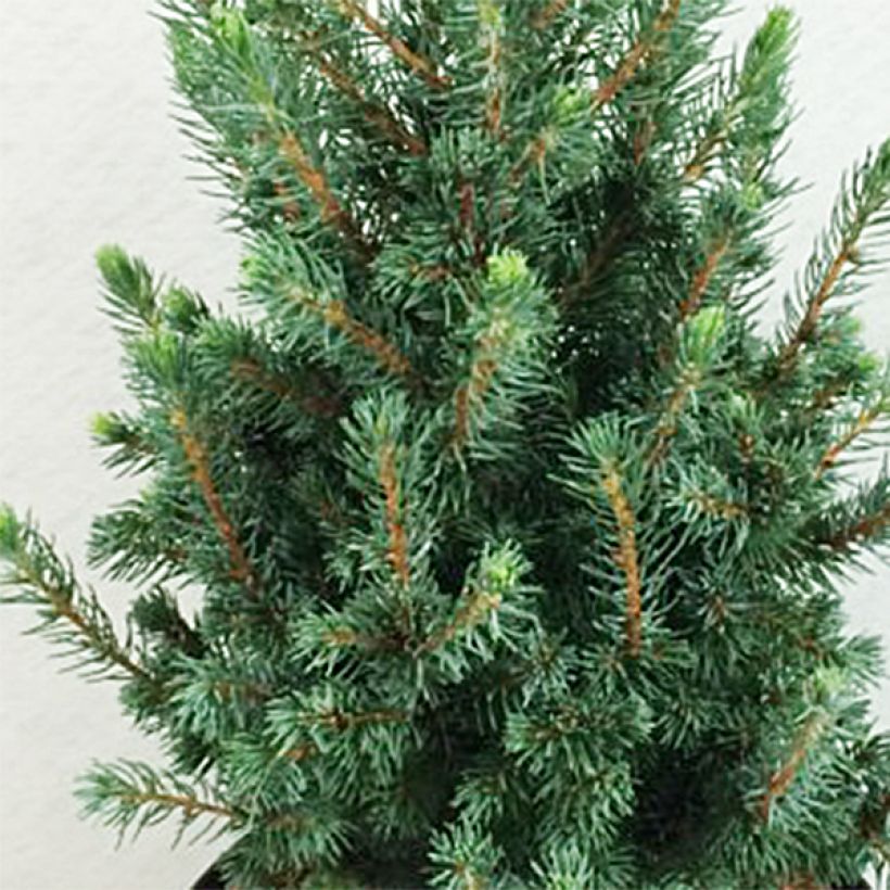 Epinette blanche - Picea glauca Conica Blue                         (Foliage)