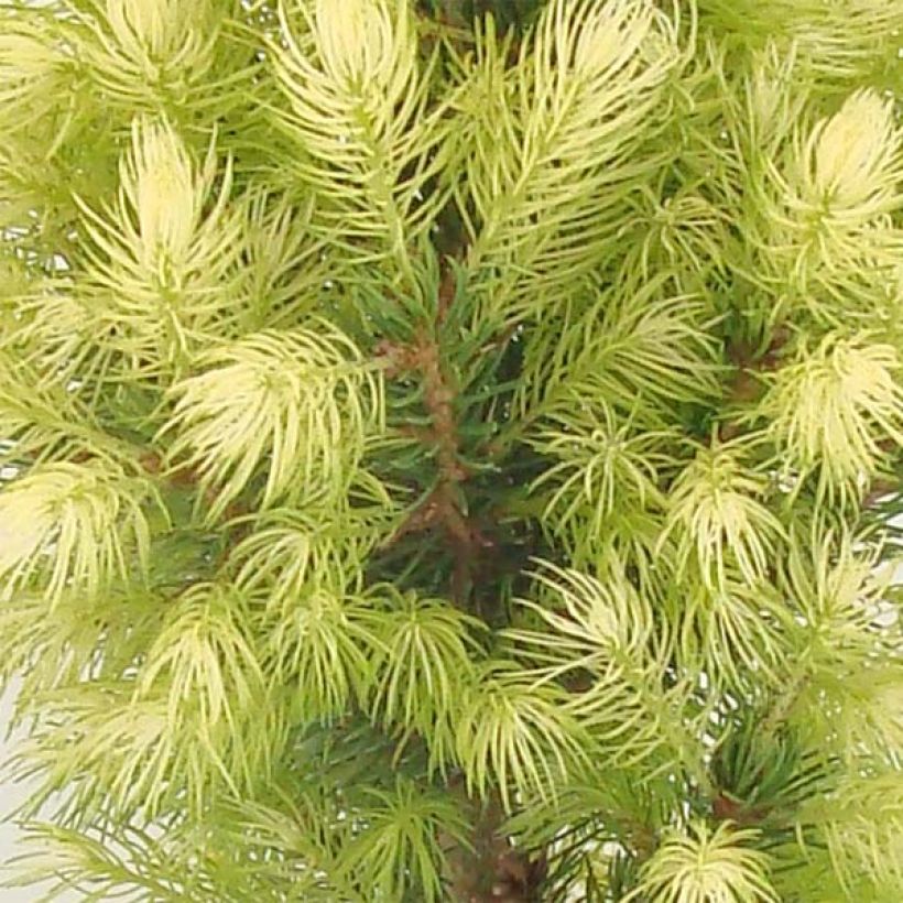 Epinette blanche - Picea glauca Daisy's White (Foliage)