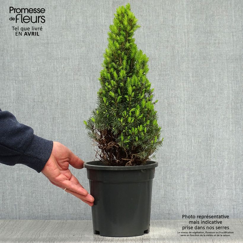 Example of Picea glauca Laurin - Epinette blanche                              Pot de 3L/4L as you get in printemps