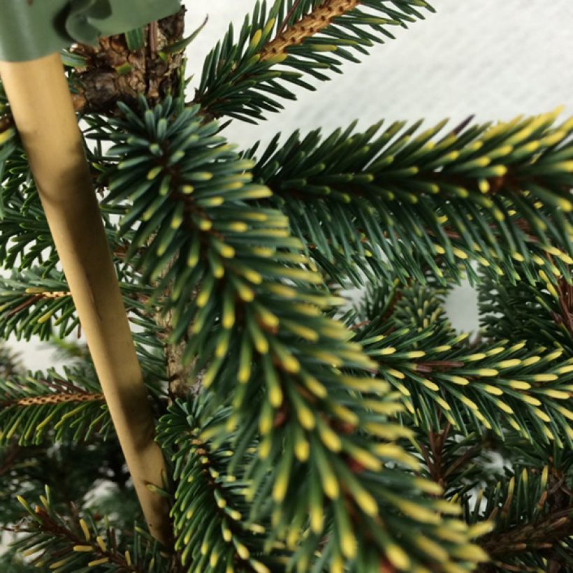 Epinette noire - Picea mariana Aurea  (Foliage)