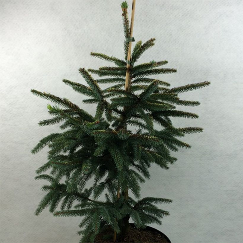 Epinette noire - Picea mariana Aurea  (Plant habit)