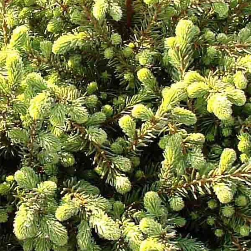 Picea mariana Nana - Epinette noire                               (Foliage)