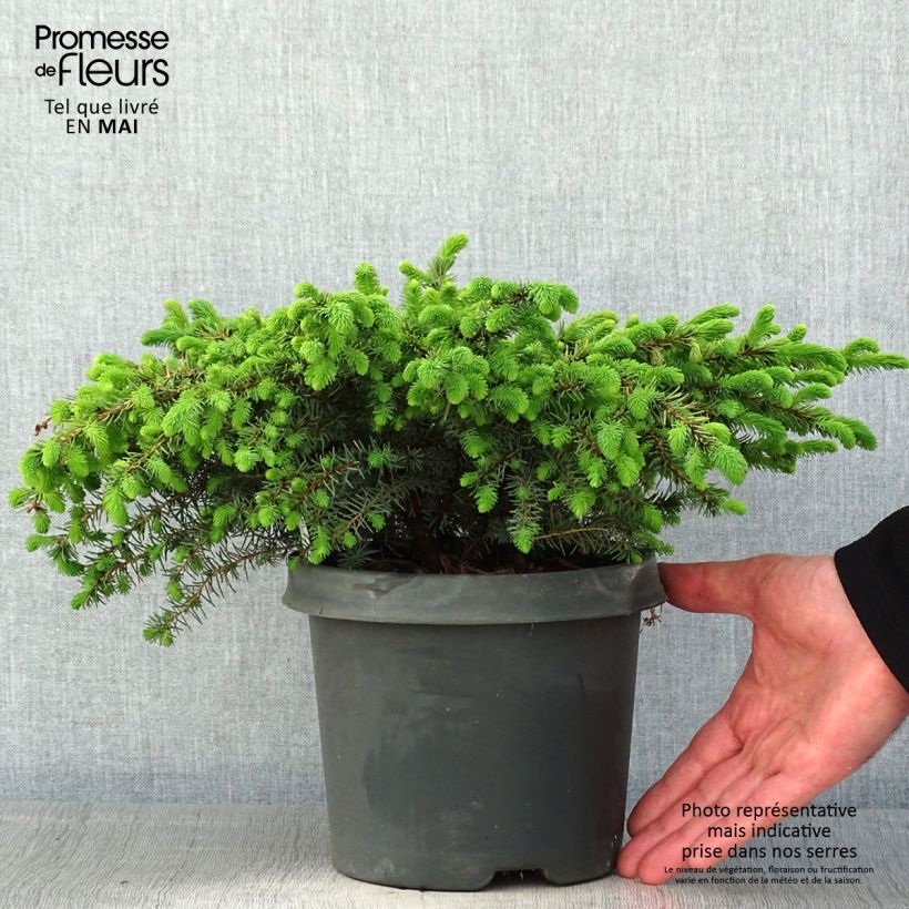 Example of Picea mariana Nana - Epinette noire                               Pot de 2L/3L as you get in printemps