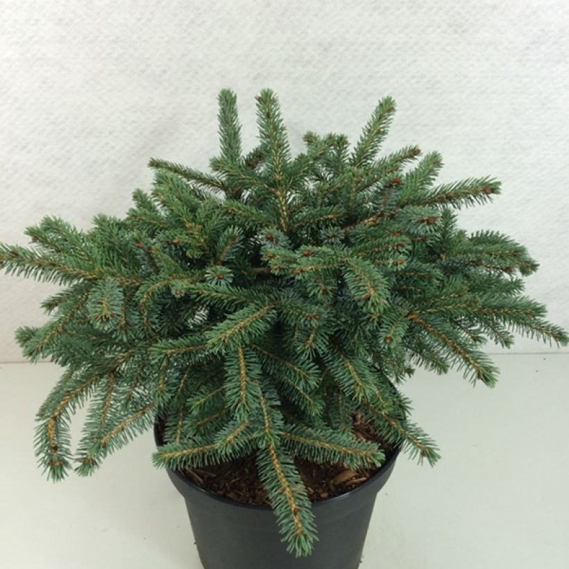 Epicéa nain - Picea mariorika Machala      (Plant habit)