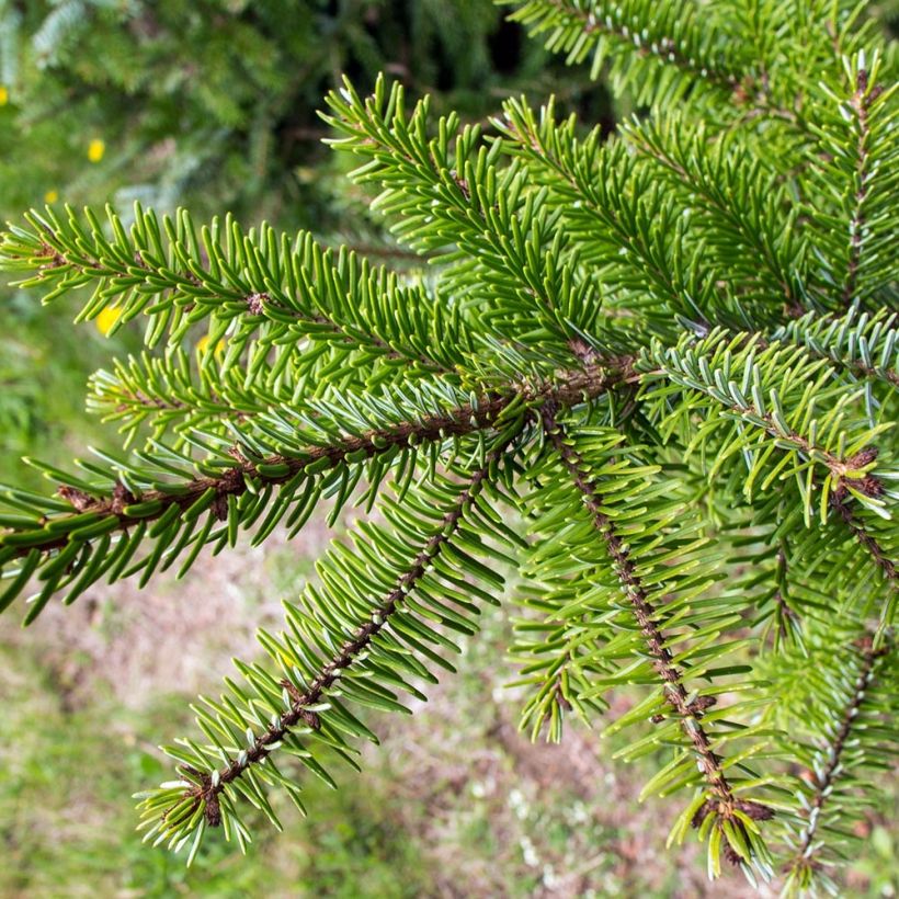Picea omorika - Épicéa de Serbie (Foliage)