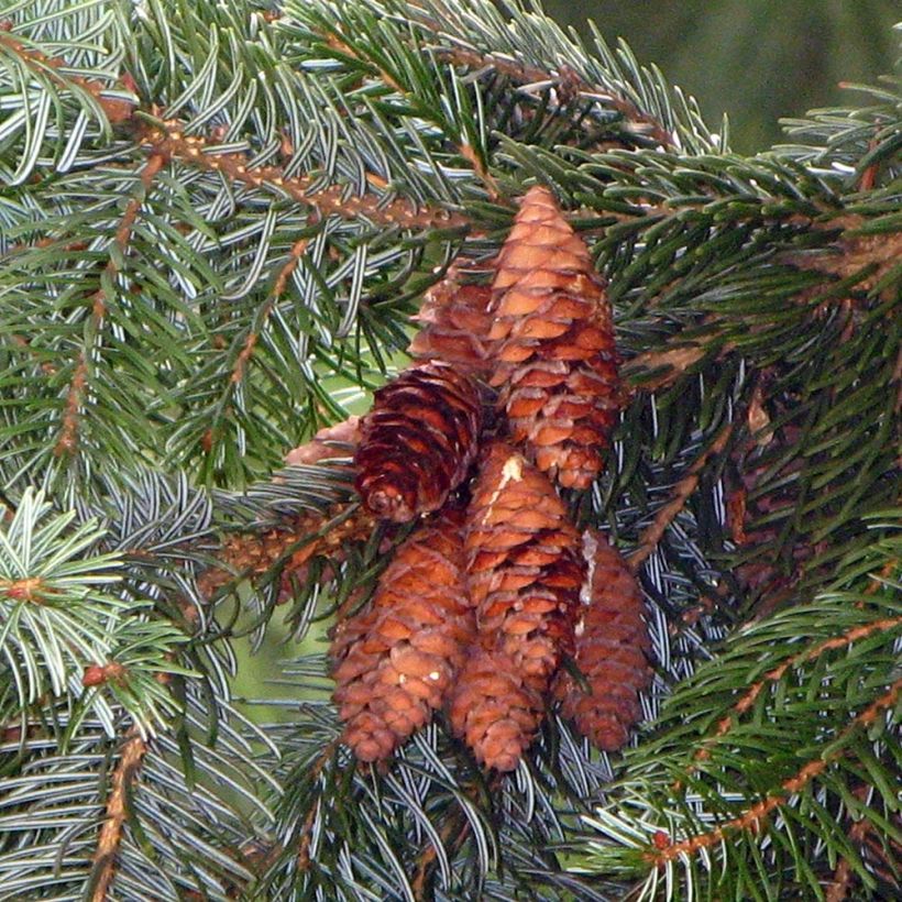 Picea omorika - Épicéa de Serbie (Harvest)