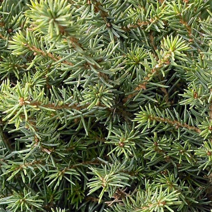 Epicea de Serbie - Picea omorika Karel                              (Foliage)