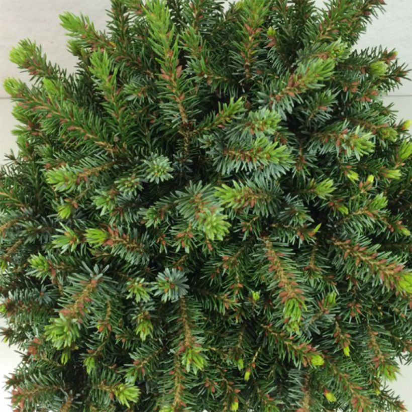 Epicea de Serbie - Picea omorika Morava (Foliage)