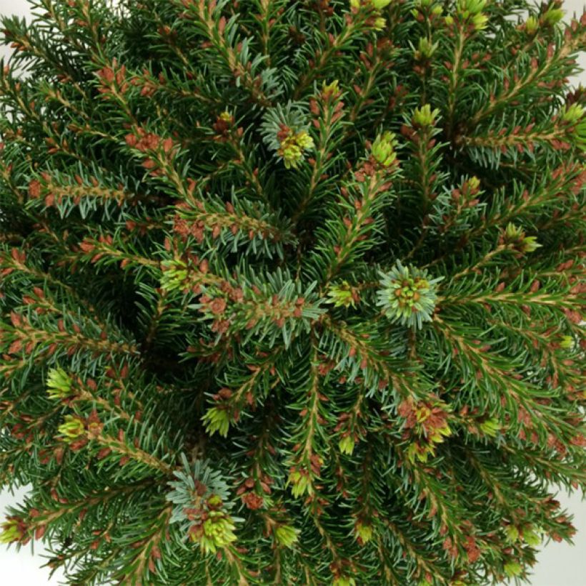 Picea omorika Treblitzsch - Epicea de Serbie                        (Foliage)