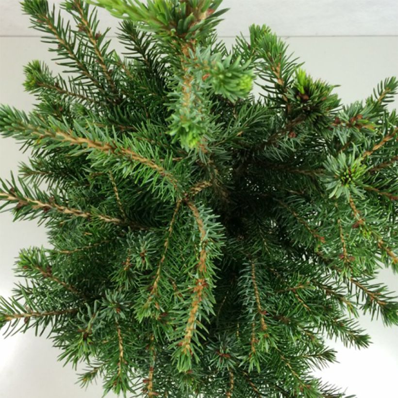 Epicea de Serbie - Picea omorika Wodan (Foliage)