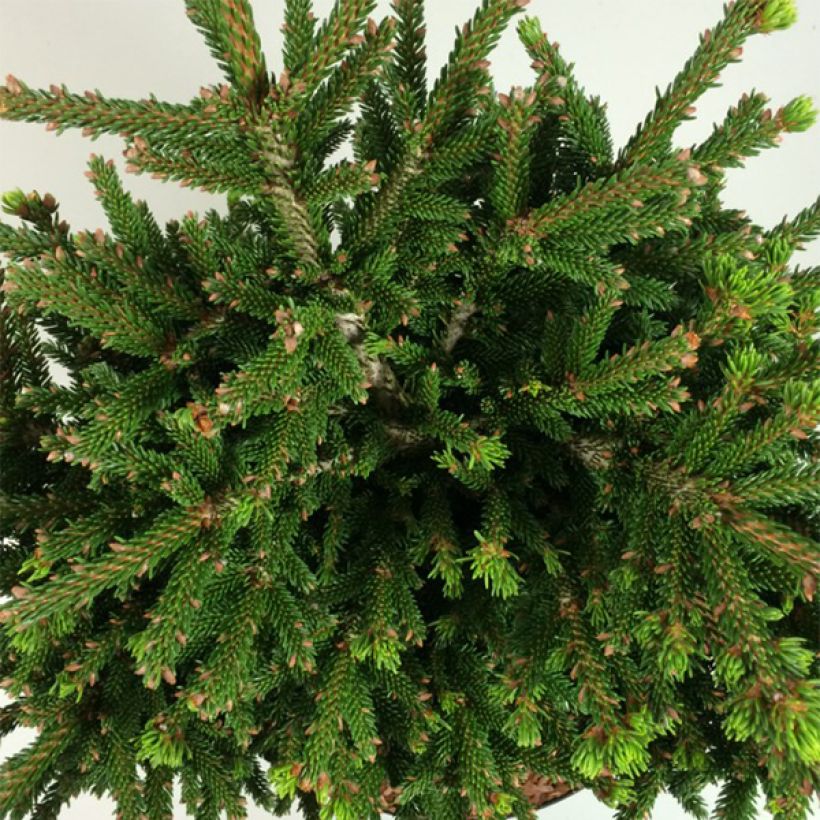 Picea orientalis Barnes - Sapinette d'Orient                          (Foliage)
